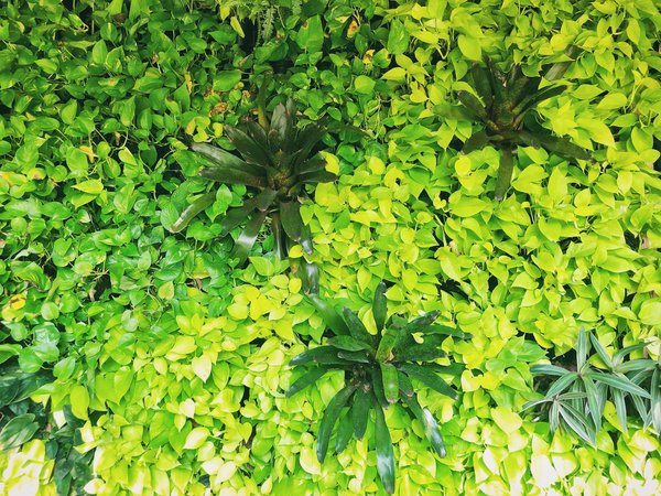 What innovative methods are there for incorporating vertical gardens in high-density real estate projects?