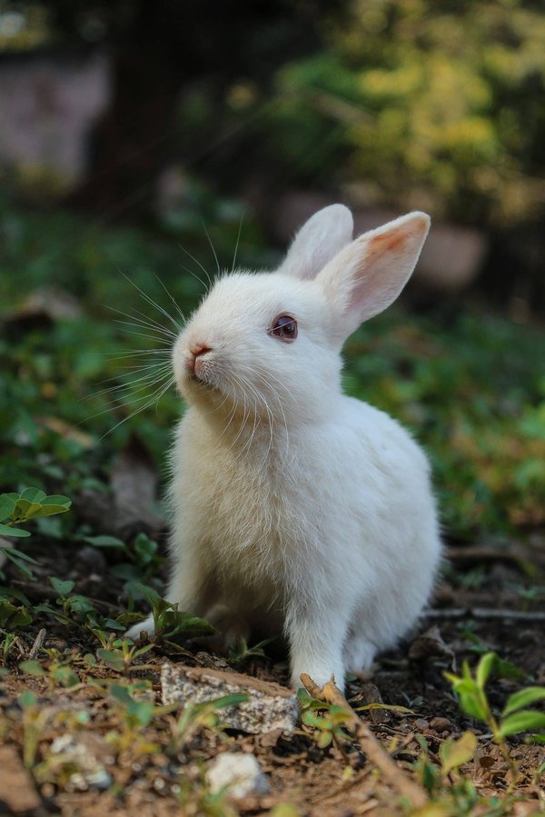 Can You Train a Rabbit to Follow Simple Commands?