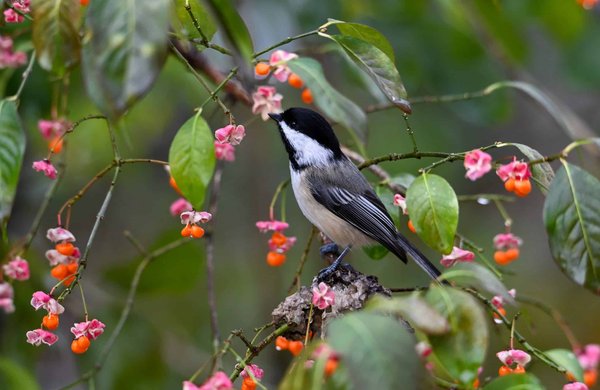 What are the environmental implications of using Cross Laminated Timber (CLT) in urban real estate development?